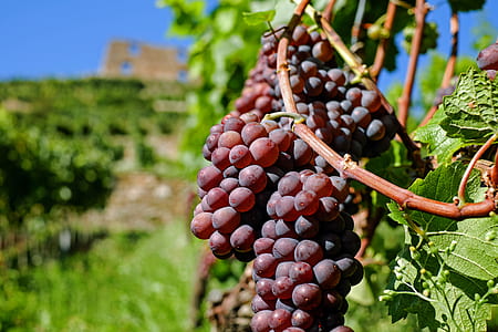 macro shot of red grape fruits thumbnail