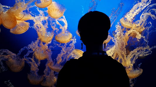 woman watching view of jellyfish thumbnail