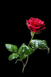 red rose thumbnail