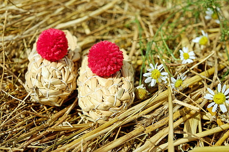 white and yellow flowers on dried leaves thumbnail