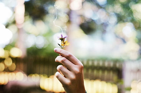 person holding purple and yellow petaled flowers thumbnail