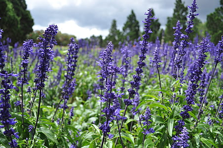 selective focus photo of purple lavender flowers in bloom thumbnail