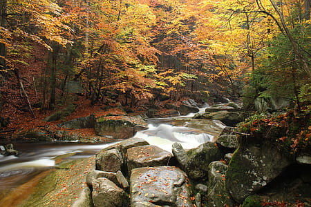 river surrounded by trees thumbnail