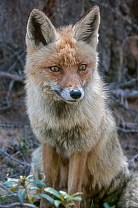 selective focus photography of fox sits on ground thumbnail