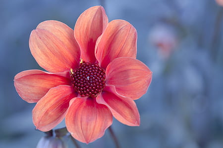 pink petaled flower in close up photo thumbnail