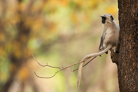 gray monkey on top tree branch thumbnail