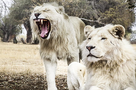 shallow focus photography of two gray Lions thumbnail