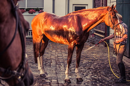 man holding garden hose in front of brown horse thumbnail