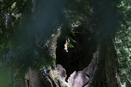 Green Tree at Daytime thumbnail