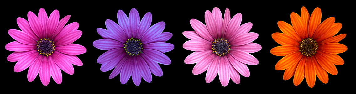 four assorted-color petaled flowers thumbnail
