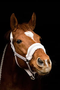 brown horse thumbnail