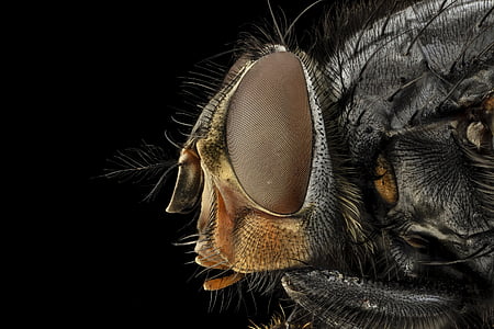 macro photography of common housefly thumbnail