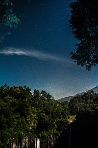 green trees thumbnail