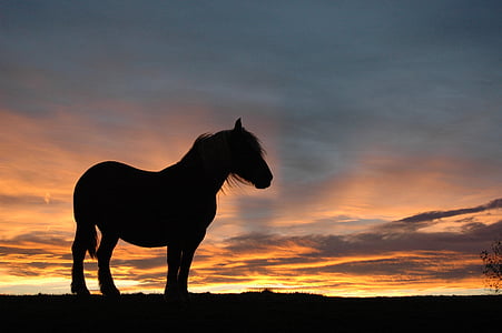 black horse painting thumbnail