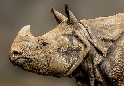 Wildlife photo of beige rhino thumbnail