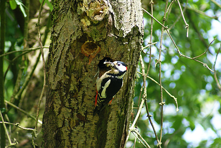 Great Spotted Woodpecker, Woodpecker thumbnail