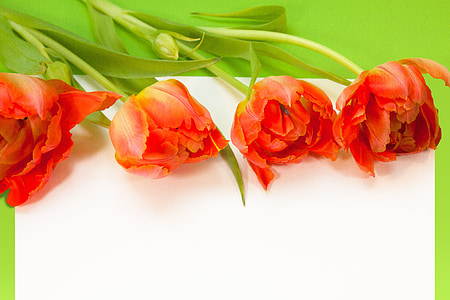 four red flowers thumbnail