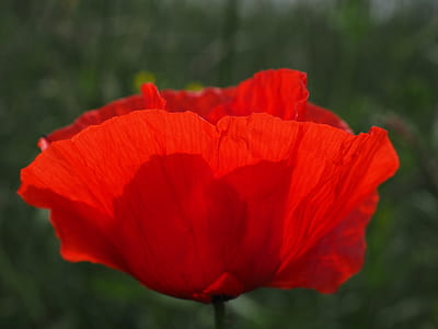 closeup photgraphy of red poppy thumbnail