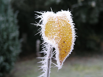 brown leaf close-up photography thumbnail