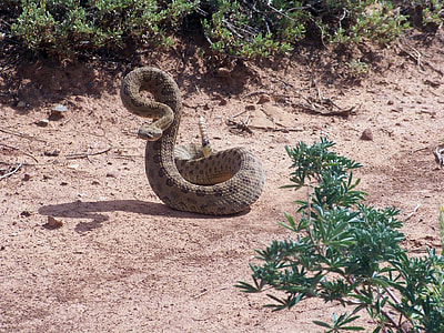 brown rattle snake on brown soil thumbnail
