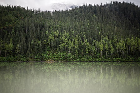 green trees beside body of water at daytime thumbnail