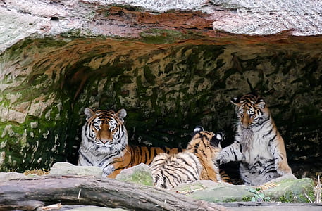three tigers in rock formation thumbnail