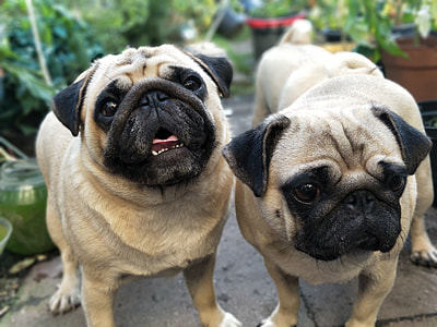 two fawn pugs puppies thumbnail