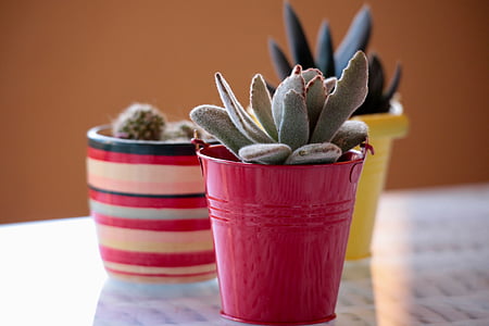 closeup photo of succulent plants thumbnail