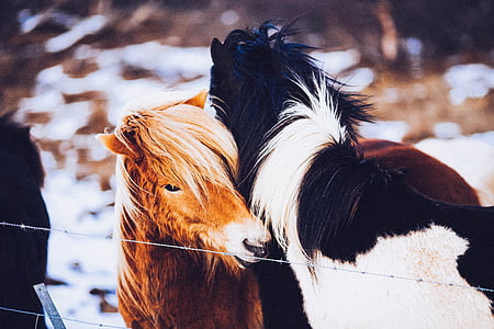 two horse hugging beside wires thumbnail
