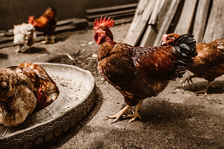 red roosted chicken thumbnail