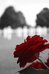 red flower near body of water thumbnail