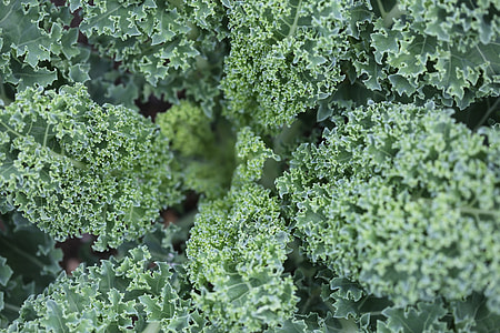 green plants thumbnail