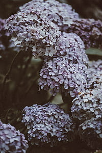 white flowers thumbnail