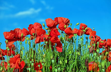 photography of red petaled flowers thumbnail