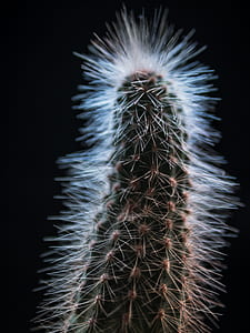 micro photography of green cactus thumbnail