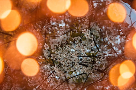 Bokeh Photography of White Tree Blossoms thumbnail