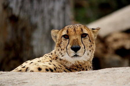 Cheetah lying on white concrete floor thumbnail