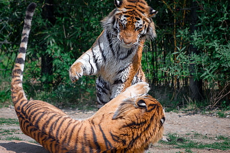 two tigers playing in the sand near trees thumbnail