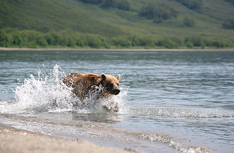 brown bear running at body of water thumbnail