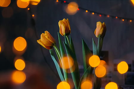Orange Tulips With Bokeh Lights thumbnail