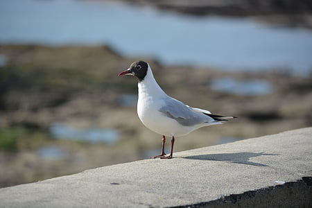 white and gray bird on standing on edge thumbnail
