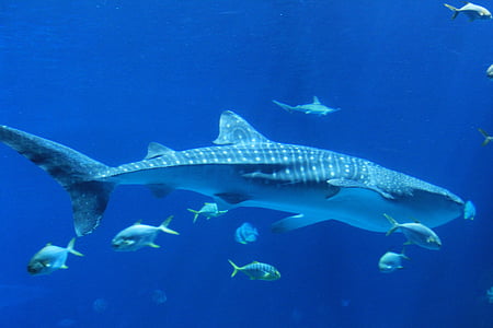black and grey whale sharks thumbnail