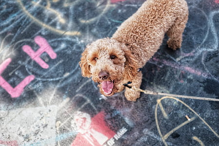 adult brown standard poodle with gray leash on focus photo thumbnail