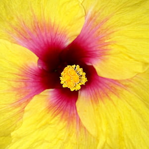 yellow and pink petaled flower thumbnail