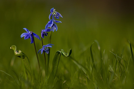 blue petaled flowers thumbnail