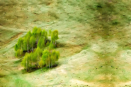 green and beige forest painting thumbnail