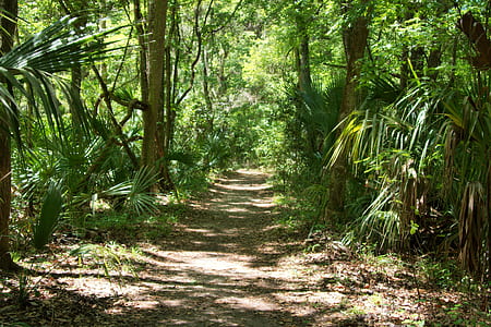 footpath between tall trees in woods thumbnail