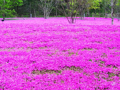 bed of purple petaled flower near trees thumbnail