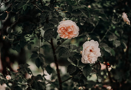 Two Pink Petaled Flowers thumbnail