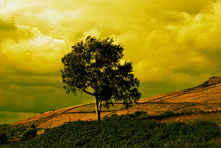 tree on mountain slope under cloudy sky thumbnail